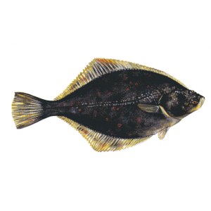 Rødspættegarn 45m 0,28 68mm